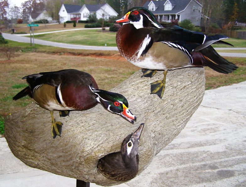 north carolina ducks
